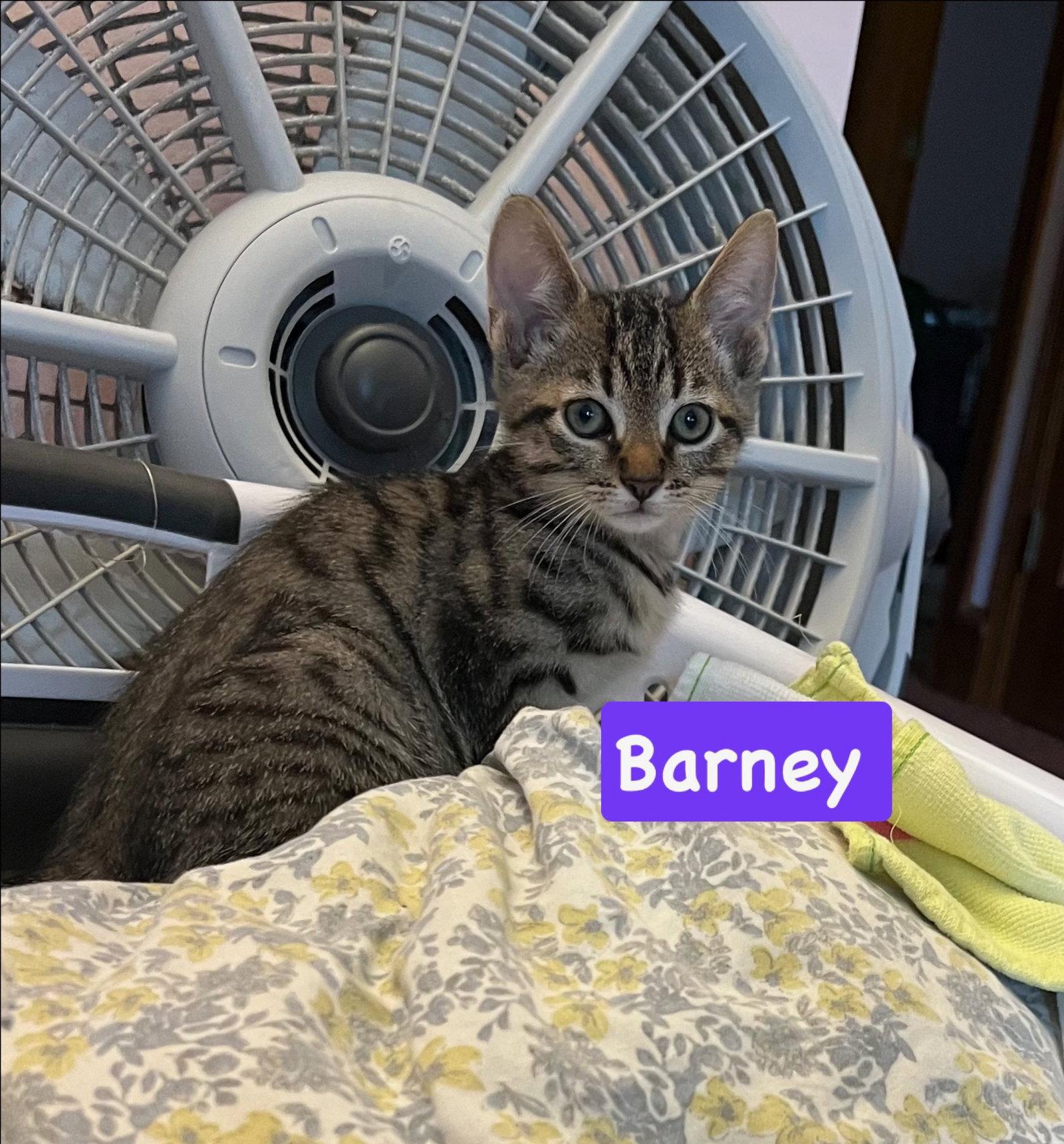 Barney, Adoptable, Kitten Male Tabby & Domestic Short Hair.