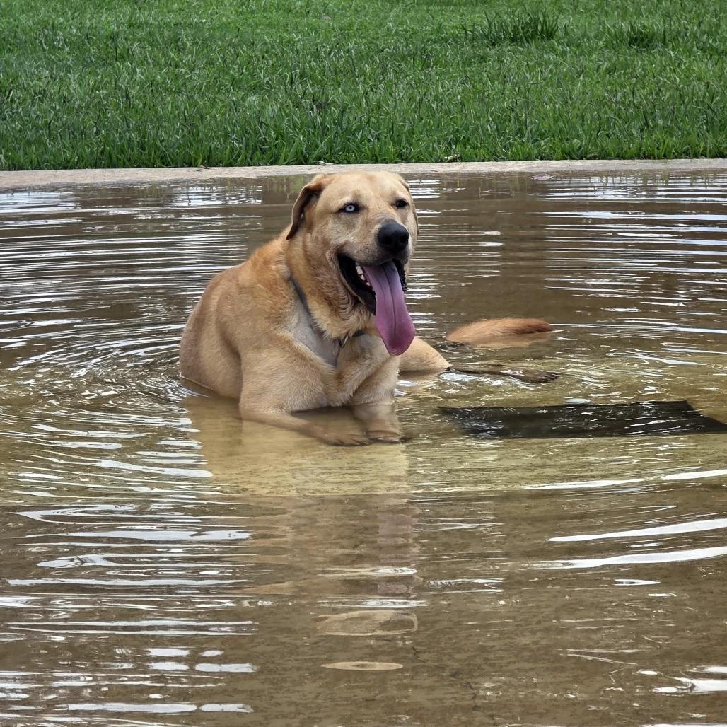 Macadamia , an adopted Yellow Labrador Retriever in San Antonio, TX image 4/6