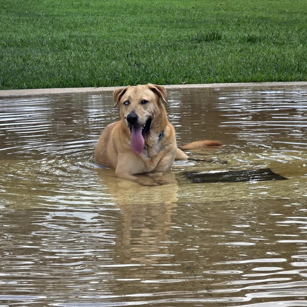 Macadamia , an adopted Yellow Labrador Retriever in San Antonio, TX image 2/6