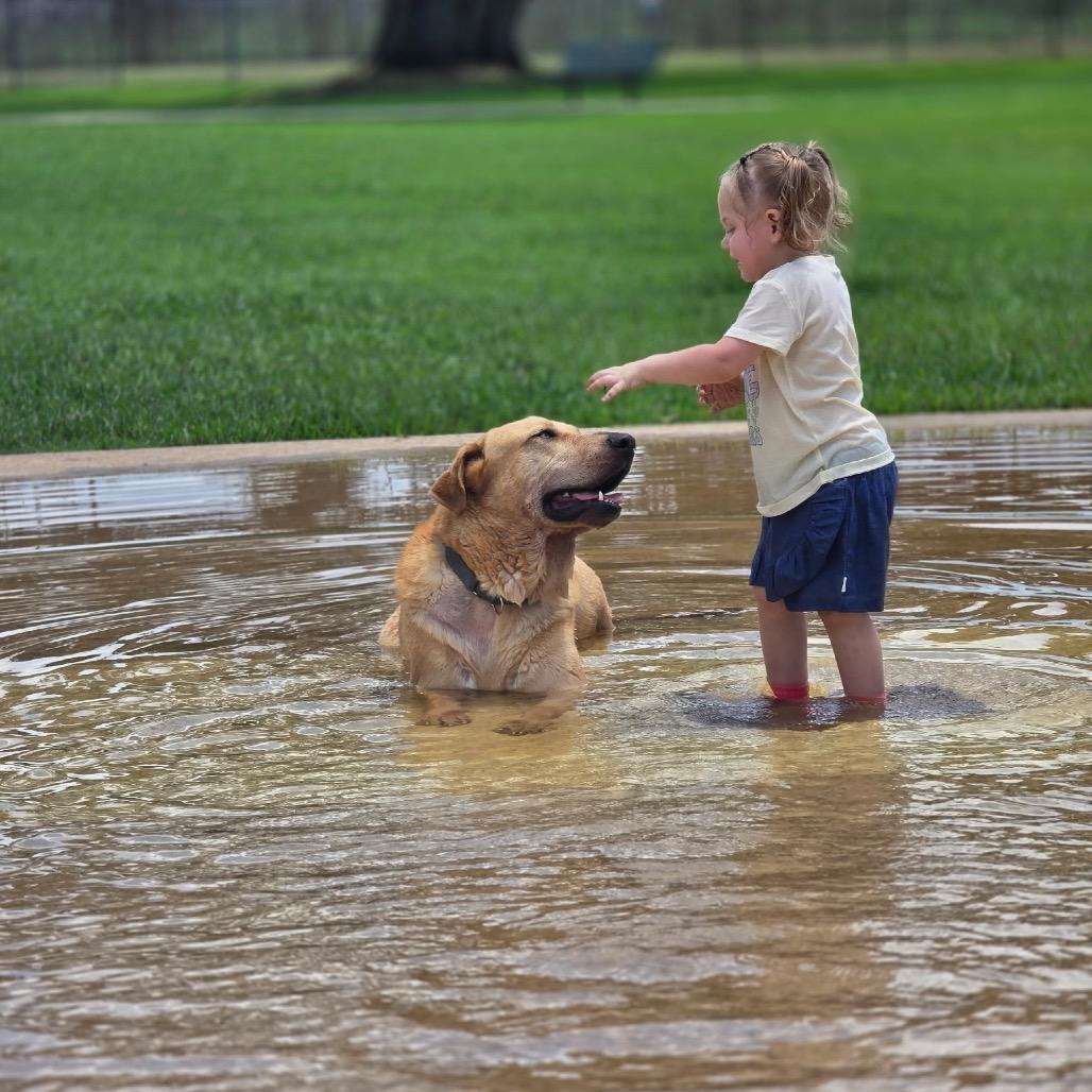 Macadamia , an adopted Yellow Labrador Retriever in San Antonio, TX image 1/6
