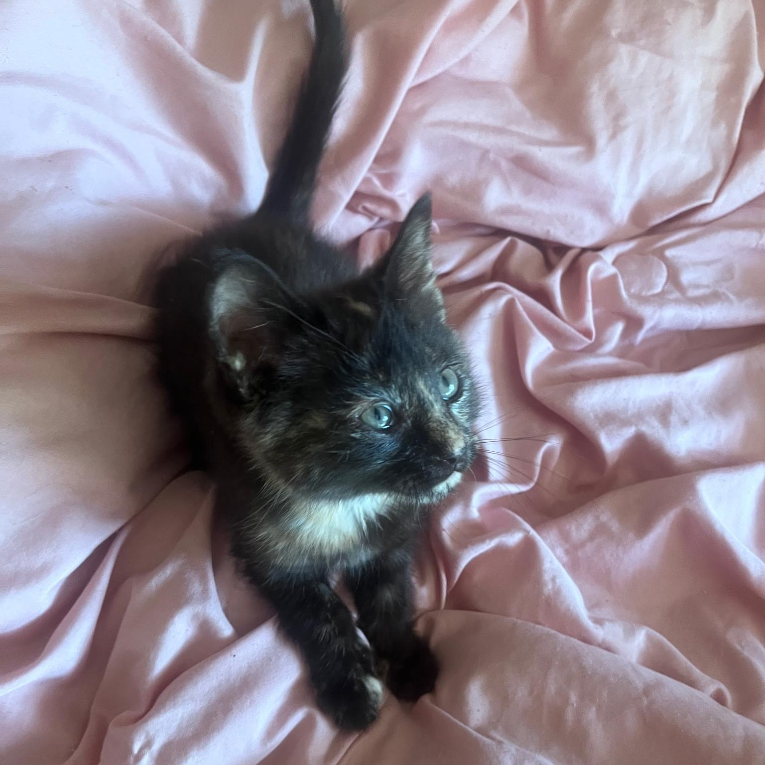 Ember, a ADOPTABLE Domestic Short Hair in Easley, SC image 2/2