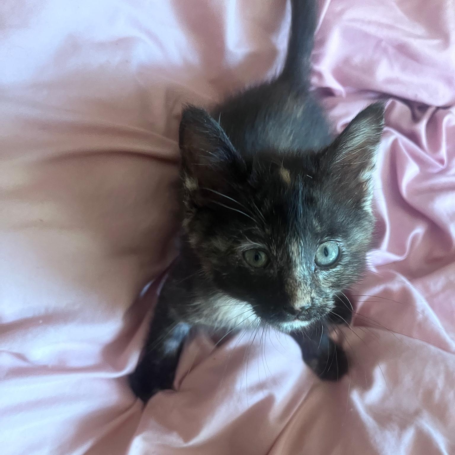 Ember, ADOPTABLE, Kitten Female Domestic Short Hair.