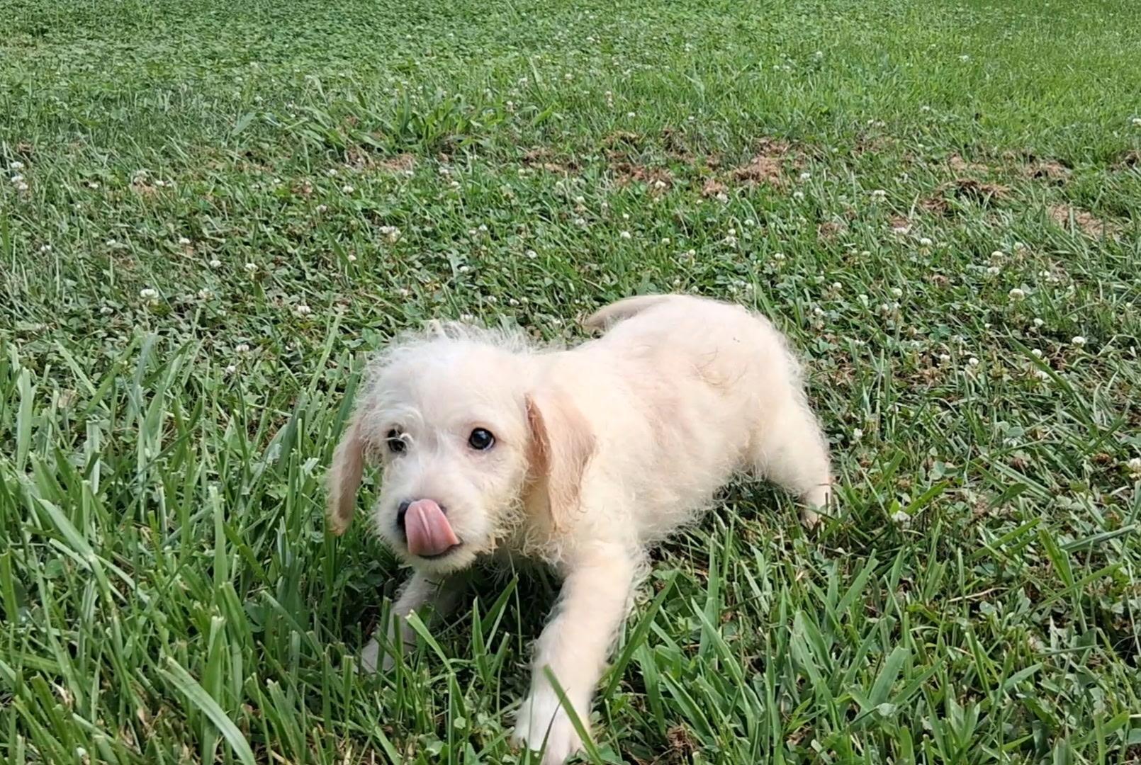 Enlarge Meenie, a ADOPTABLE mixed breed in Hillsboro, MO image 1/1