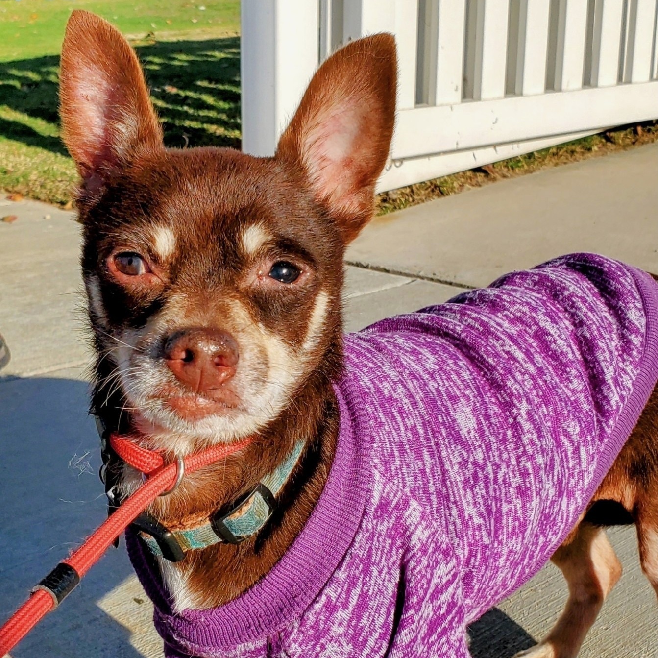 RJ, Adoptable, Adult Male Chihuahua.