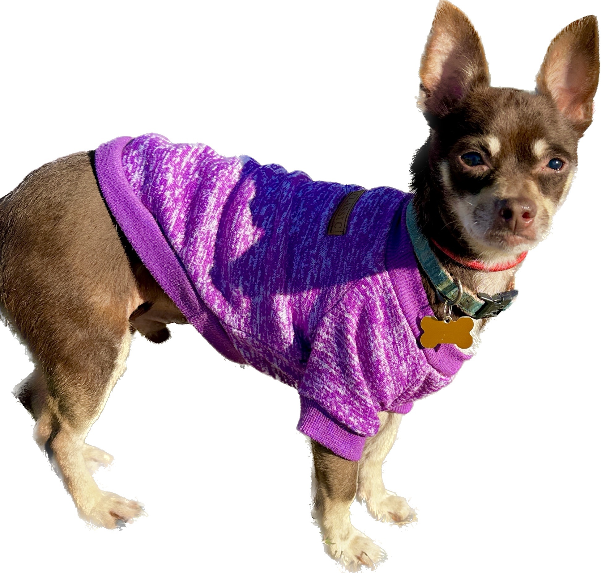 RJ, a Adoptable mixed breed in Newport Beach, CA image 4/12