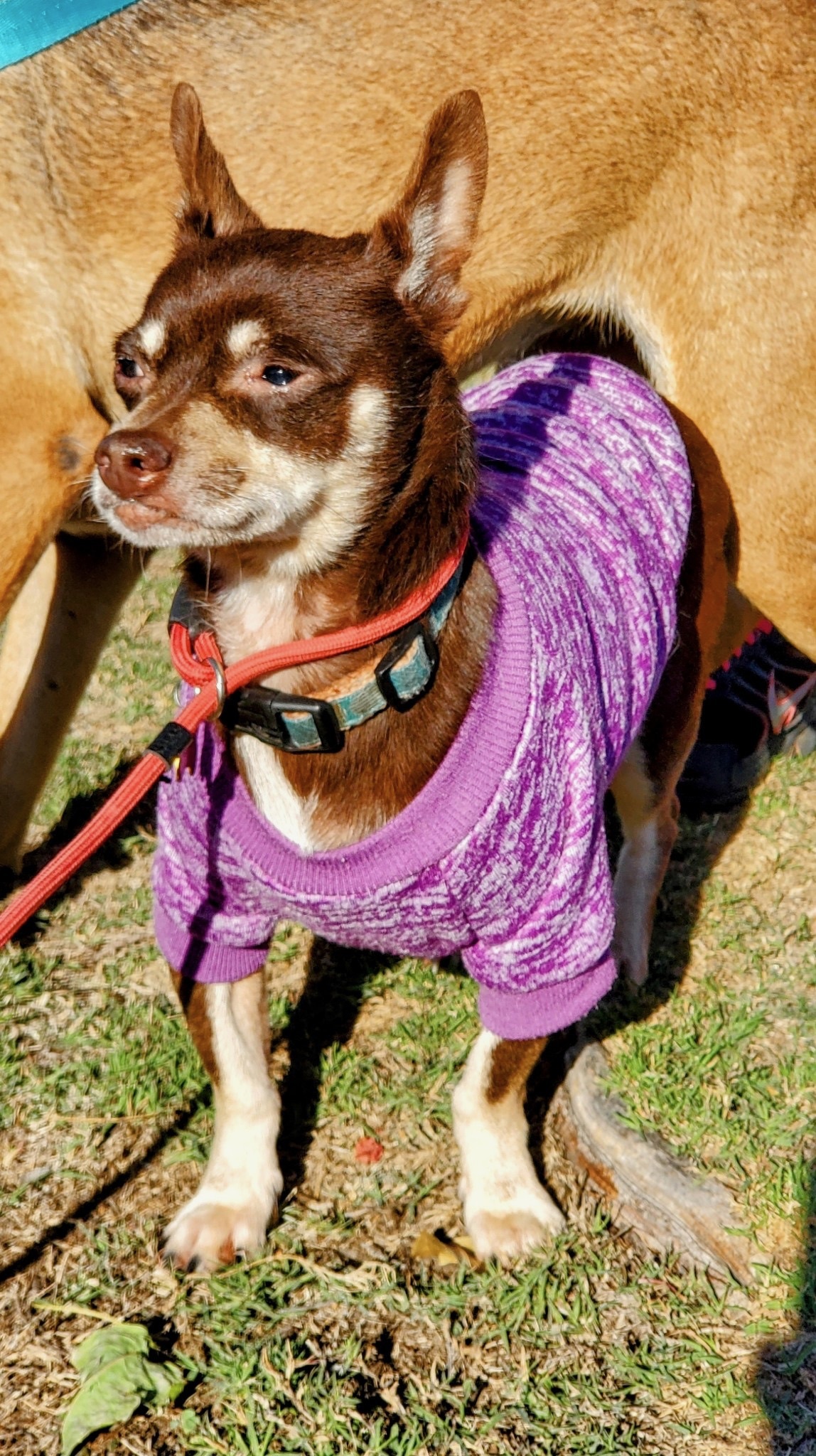RJ, a Adoptable mixed breed in Newport Beach, CA image 5/12