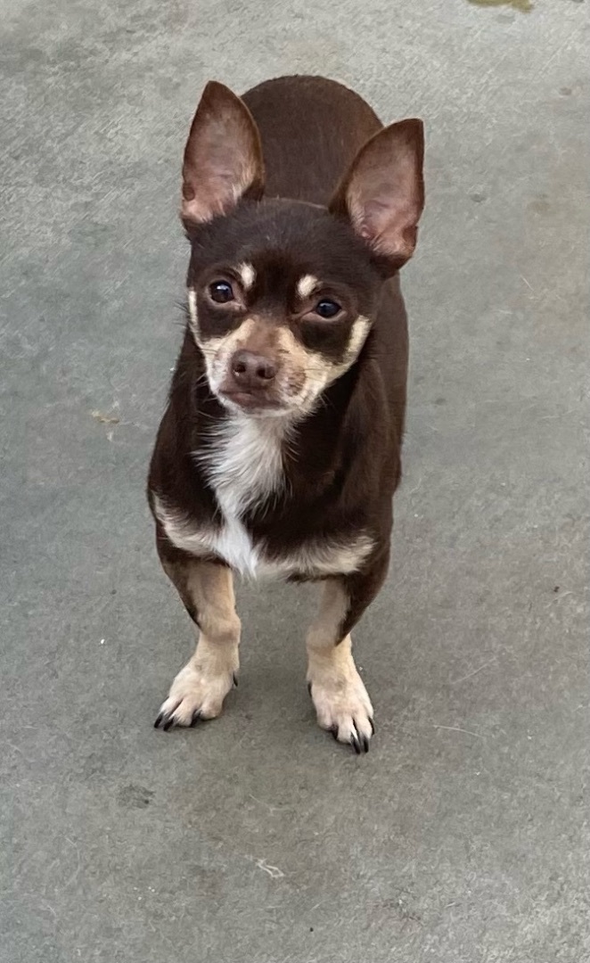 RJ, a Adoptable mixed breed in Newport Beach, CA image 6/12