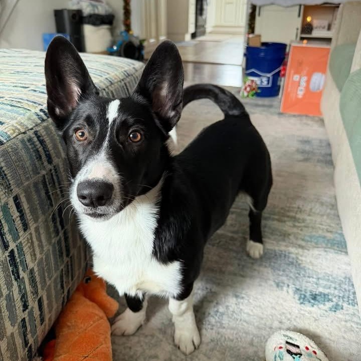 Sully, adopted, Puppy Male Border Collie & Corgi.