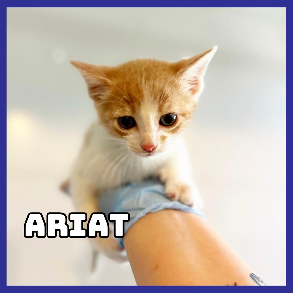 Ariat, Adoptable, Kitten Male Domestic Short Hair.