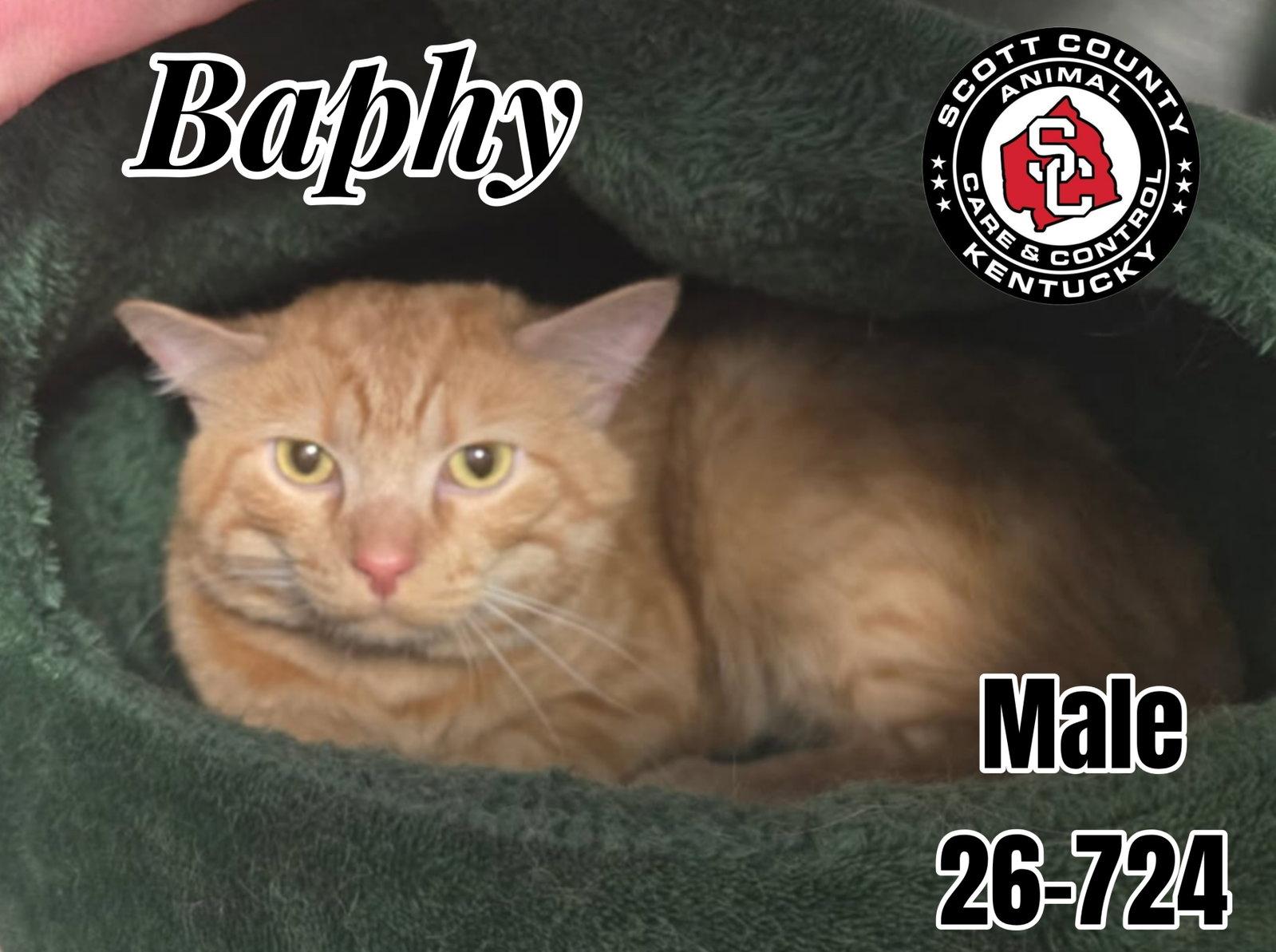 Baphy, Adoptable, Adult Male Domestic Short Hair.