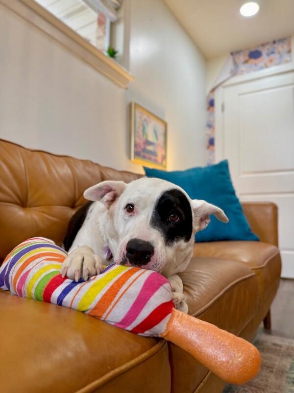 Enlarge Minnie Moomoo the Snuggly Couch Cow, a Adoptable mixed breed in Friendswood, TX image 5/6