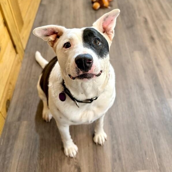 Minnie Moomoo the Snuggly Couch Cow, Adoptable, Adult Female Pit Bull Terrier & Labrador Retriever.