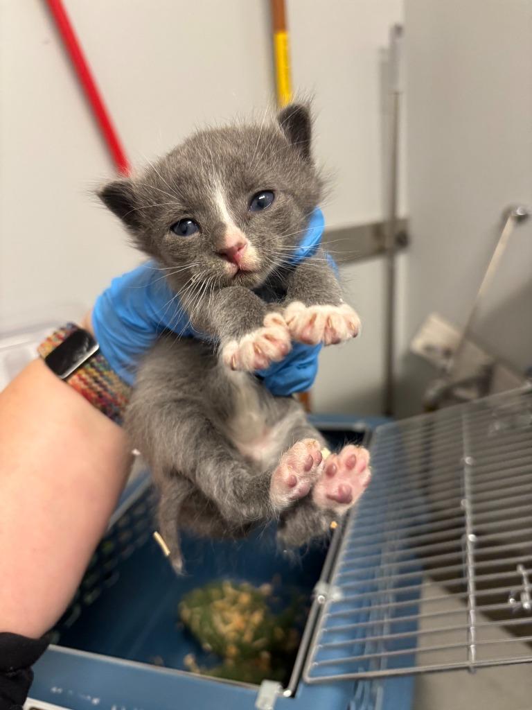 Deanna Troi, Adoptable, Kitten Female Abyssinian.