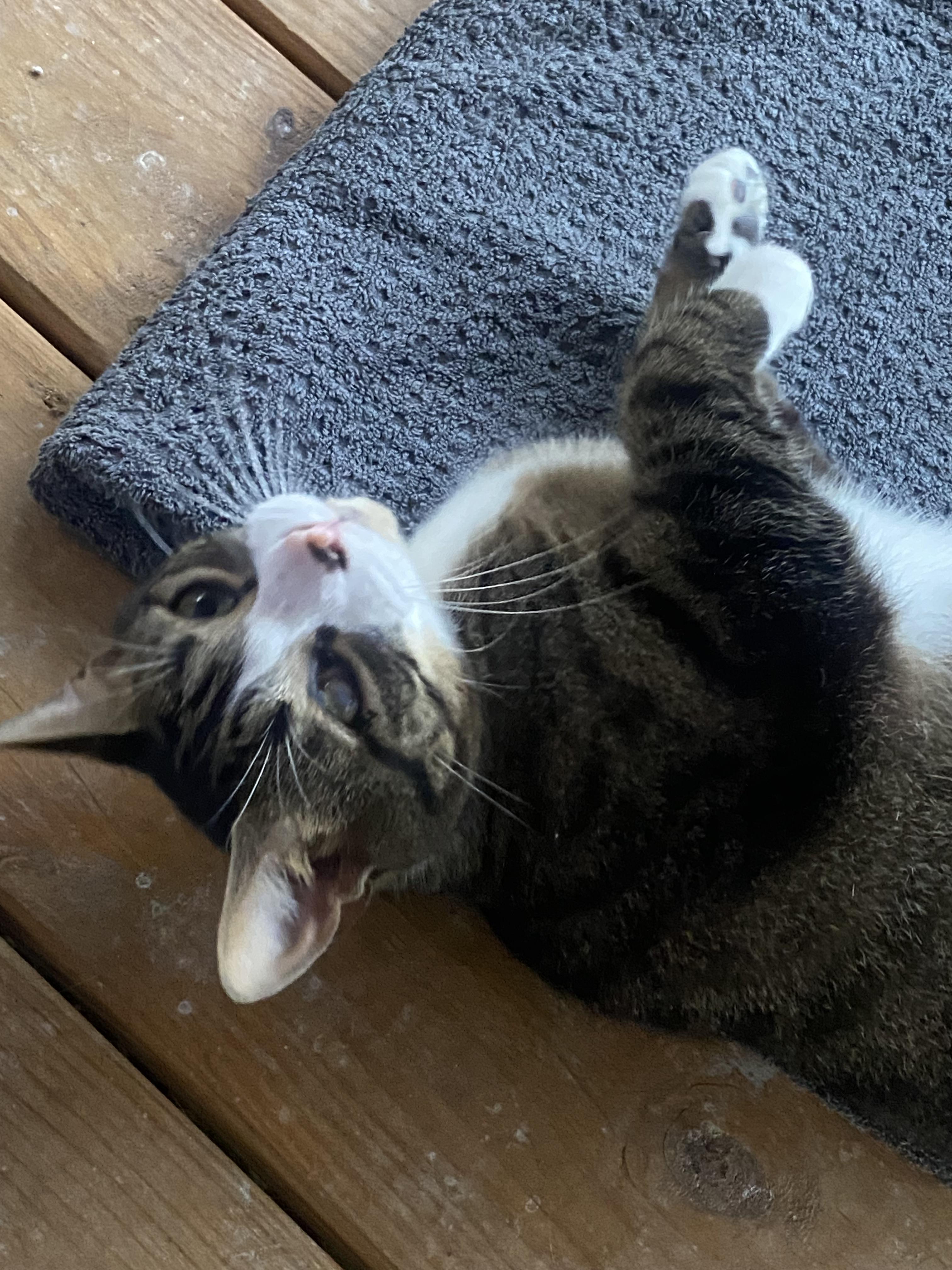 Micah, Adoptable, Adult Male Domestic Short Hair.