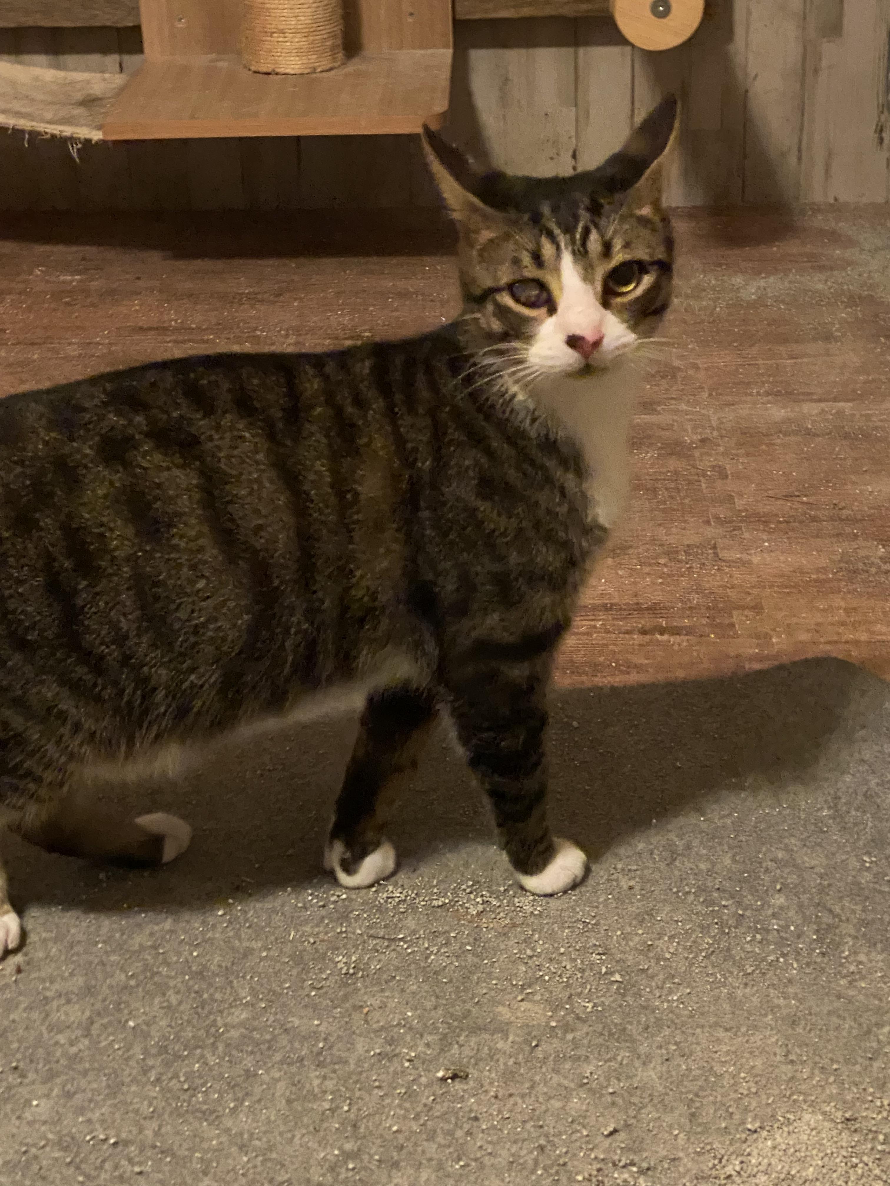 Enlarge Micah, a Adoptable Domestic Short Hair in Pinson, AL image 6/6