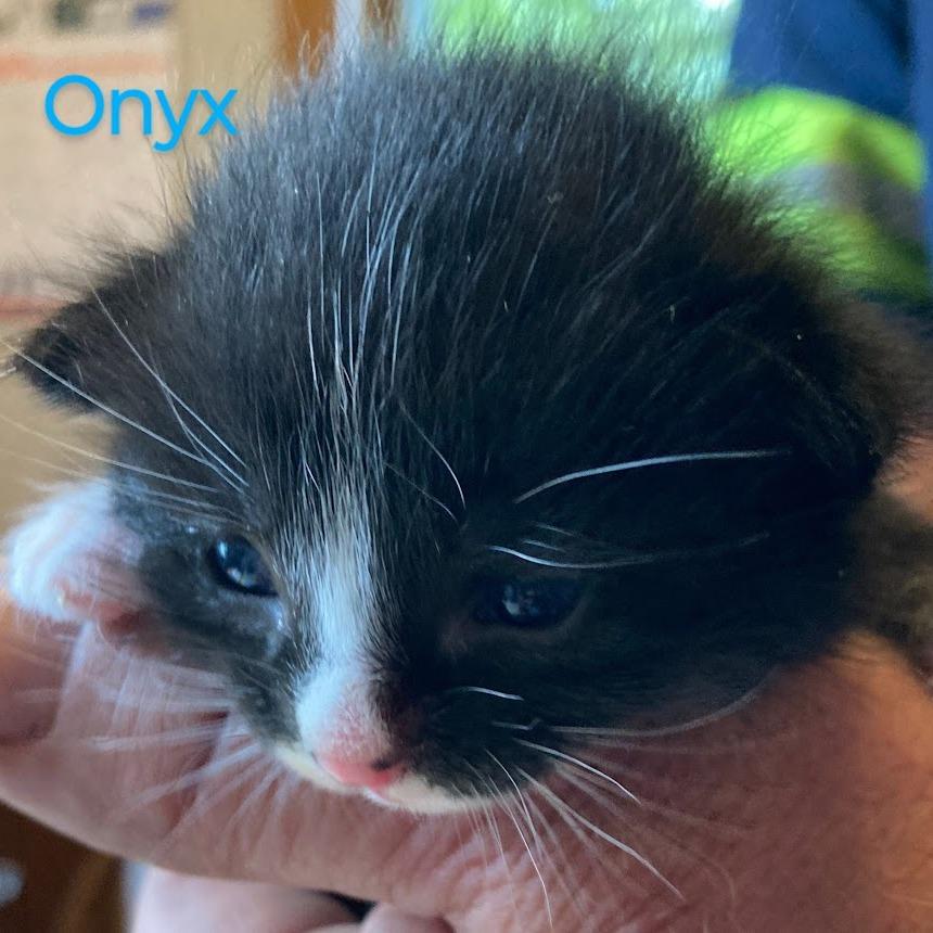 Onyx, Adoptable, Young Male Domestic Short Hair.