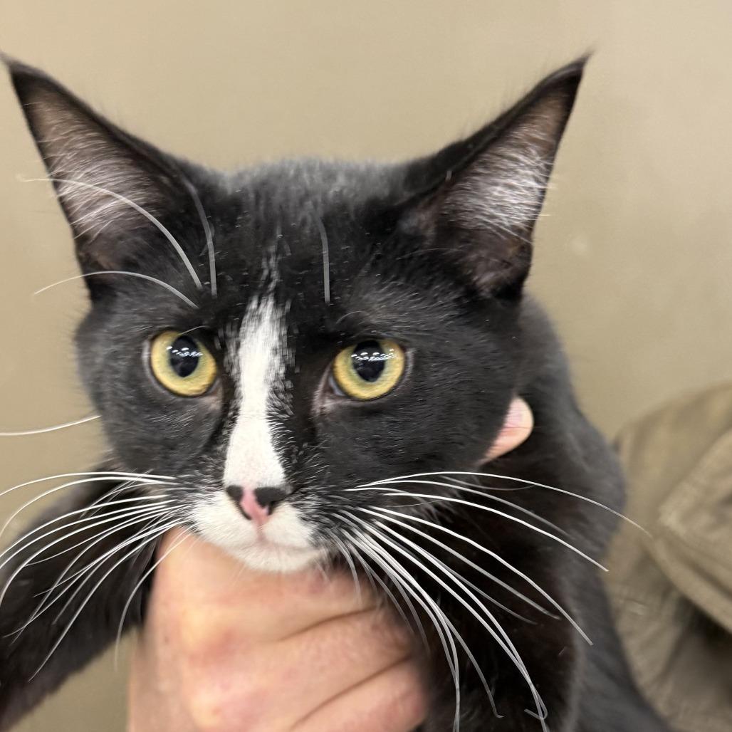 Onyx, Adoptable, Young Male Domestic Short Hair.