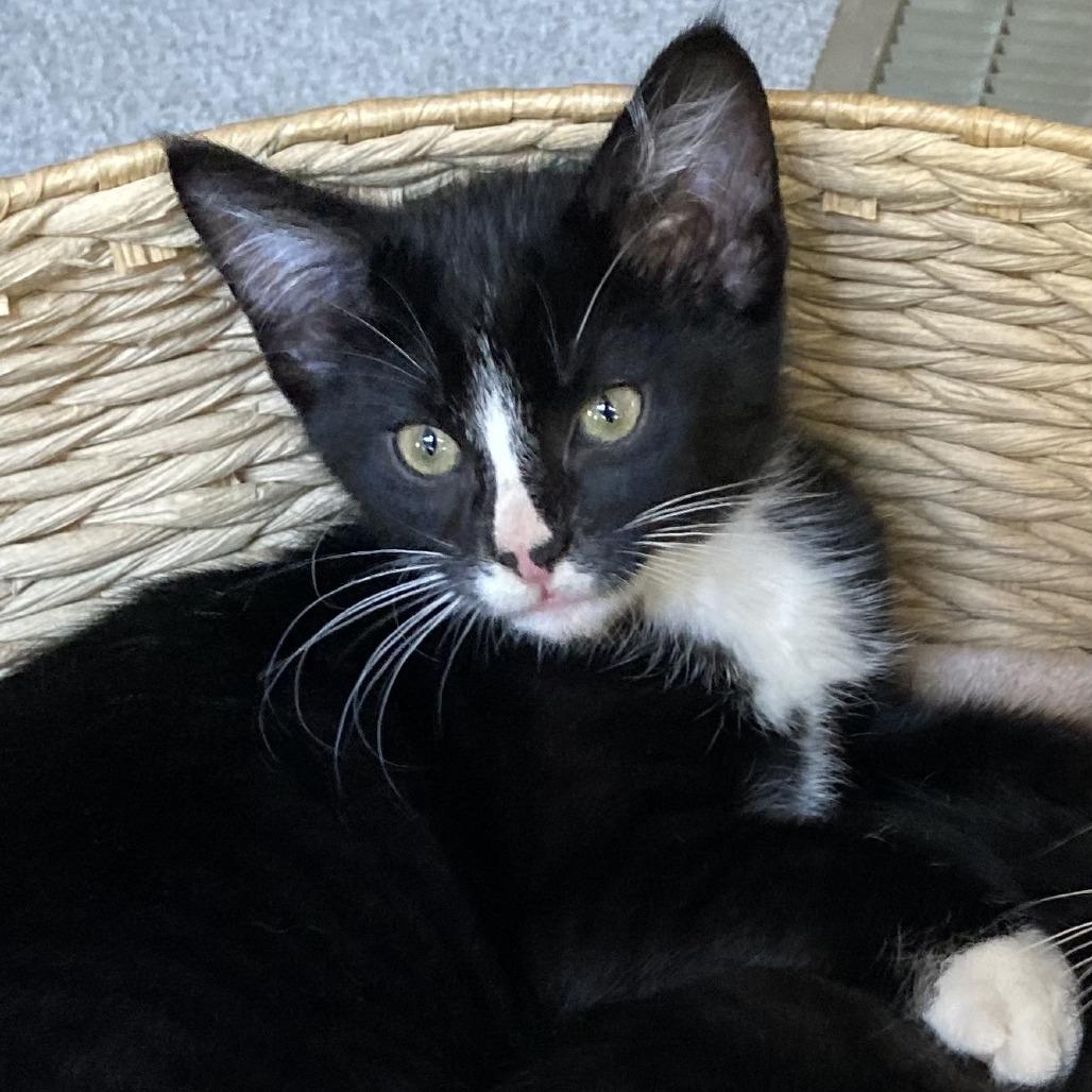 Enlarge Onyx, a Adoptable mixed breed in Hopkins, MN image 3/5