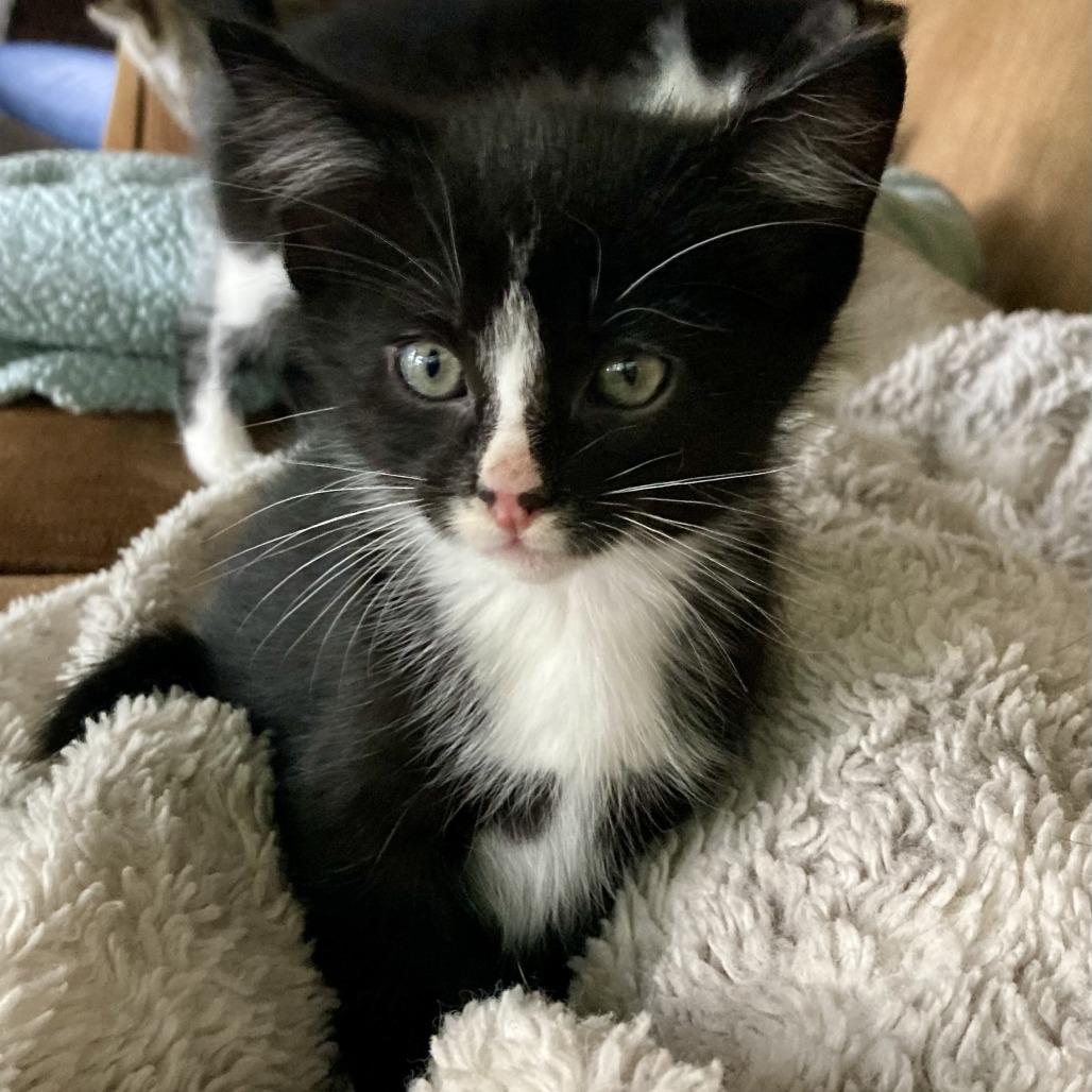 Enlarge Onyx, a Adoptable mixed breed in Hopkins, MN image 4/5