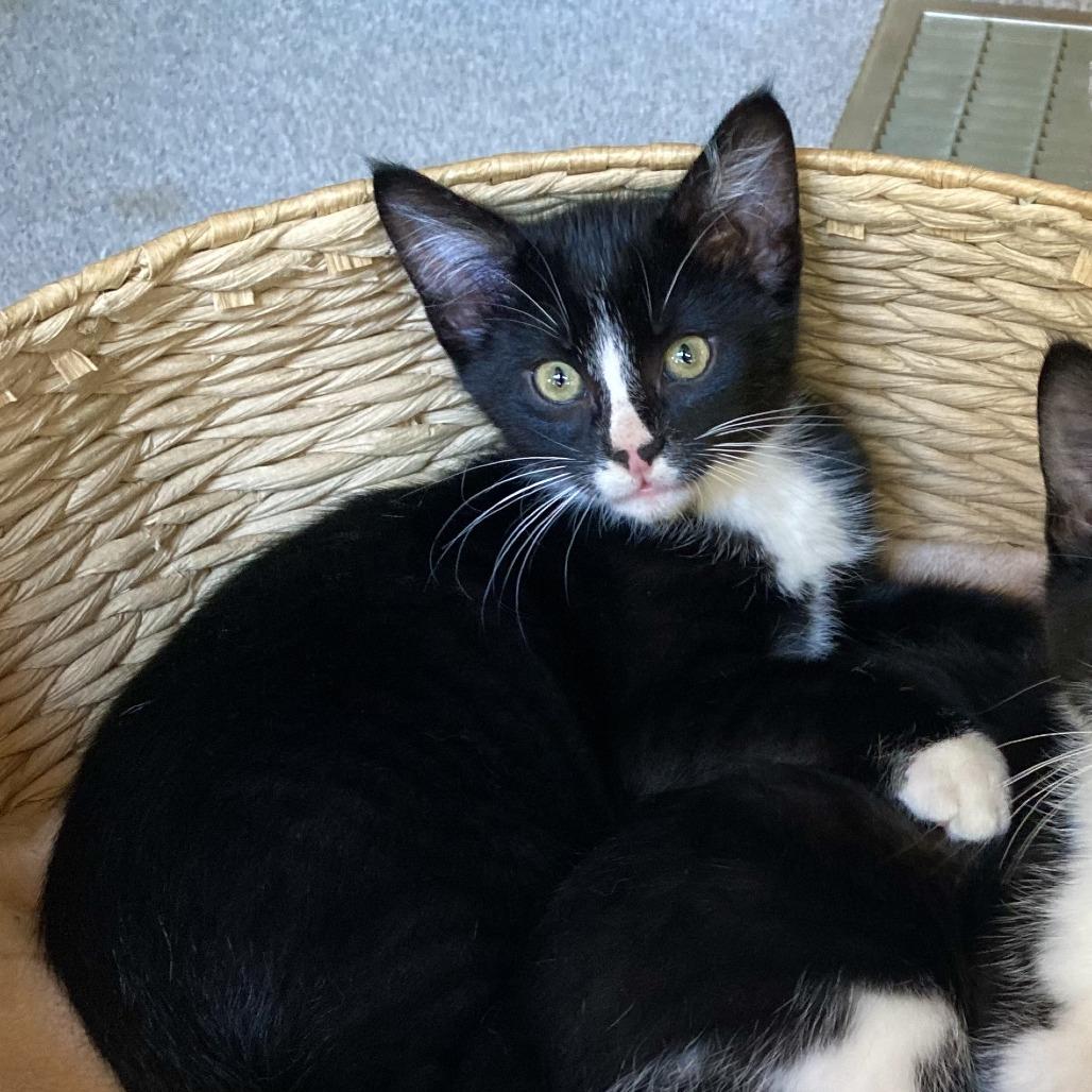 Enlarge Onyx, a Adoptable mixed breed in Hopkins, MN image 5/5