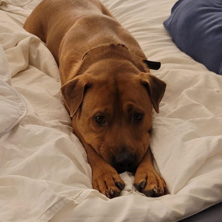 Arlo, Adoptable, Adult Male Labrador Retriever & Black Mouth Cur.