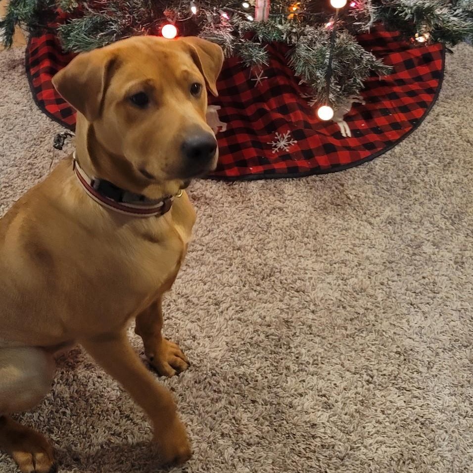 Arlo, a Adoptable mixed breed in Cincinnati, OH image 2/4