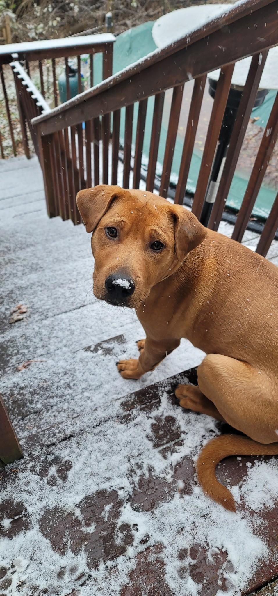 Arlo, a Adoptable mixed breed in Cincinnati, OH image 3/4