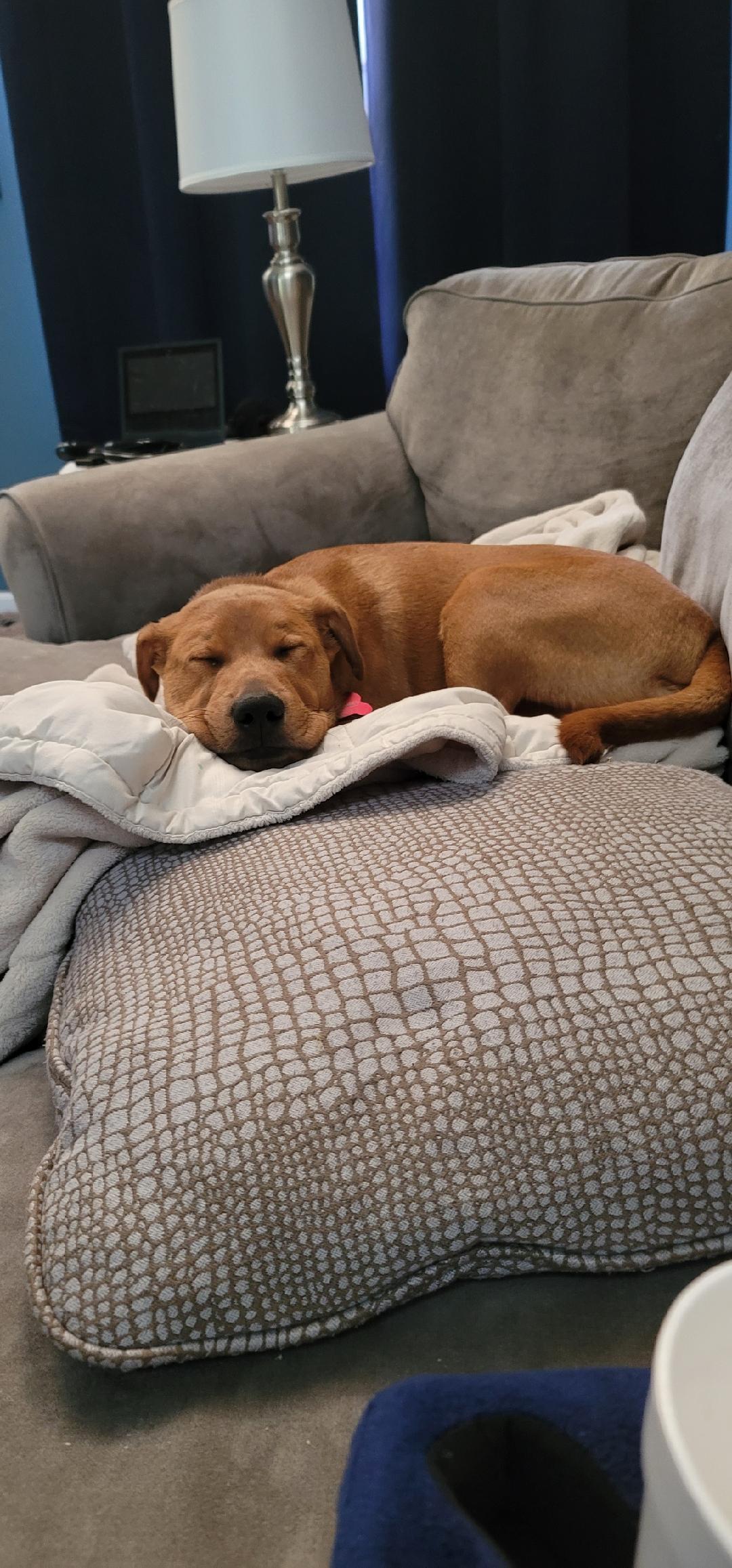 Arlo, a Adoptable mixed breed in Cincinnati, OH image 4/4
