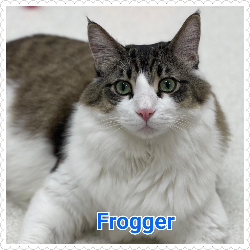 Enlarge Frogger, a Adoptable mixed breed in North Saint Paul, MN image 1/6