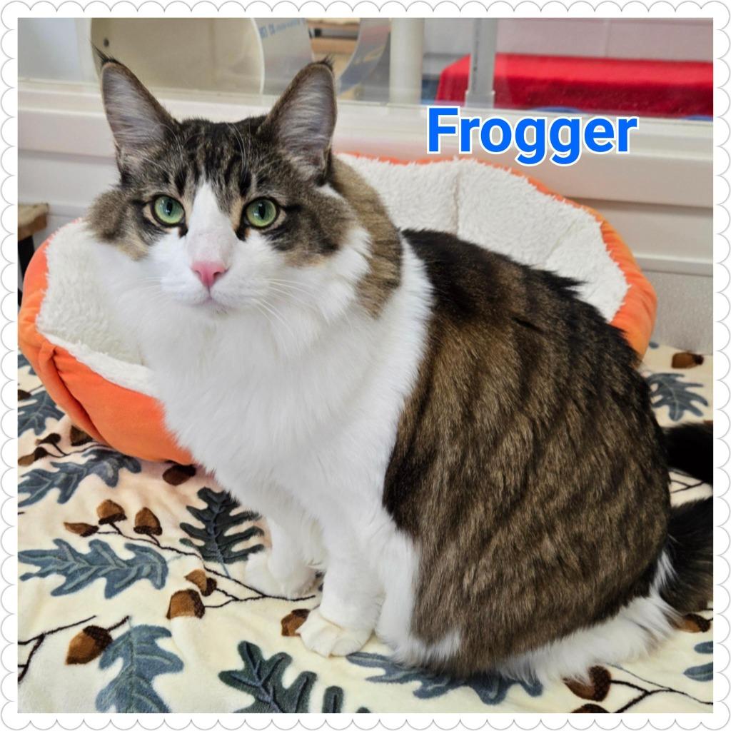 Enlarge Frogger, a Adoptable mixed breed in North Saint Paul, MN image 1/4