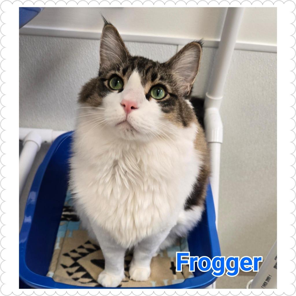 Enlarge Frogger, a Adoptable mixed breed in North Saint Paul, MN image 2/6