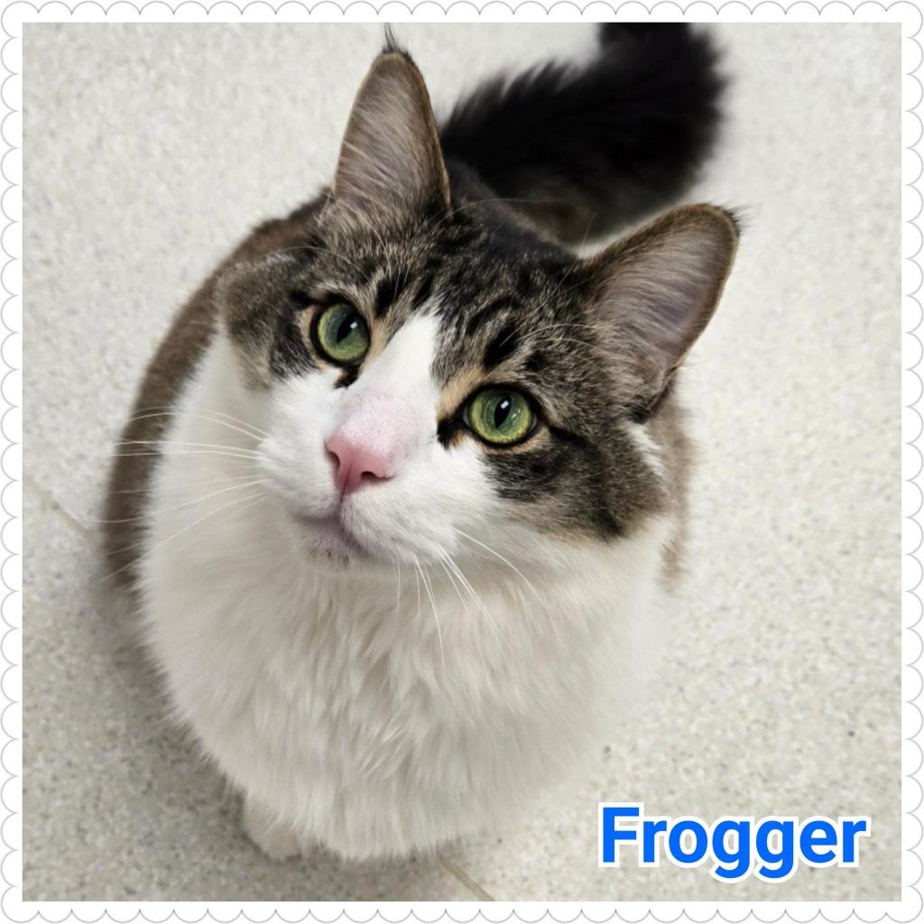 Frogger, Adoptable, Adult Male Domestic Long Hair.