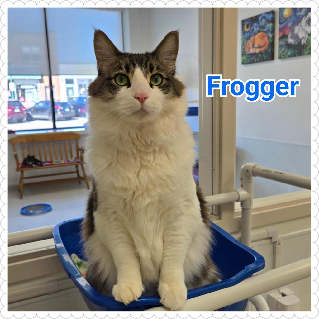 Frogger, a Adoptable mixed breed in North Saint Paul, MN image 2/6