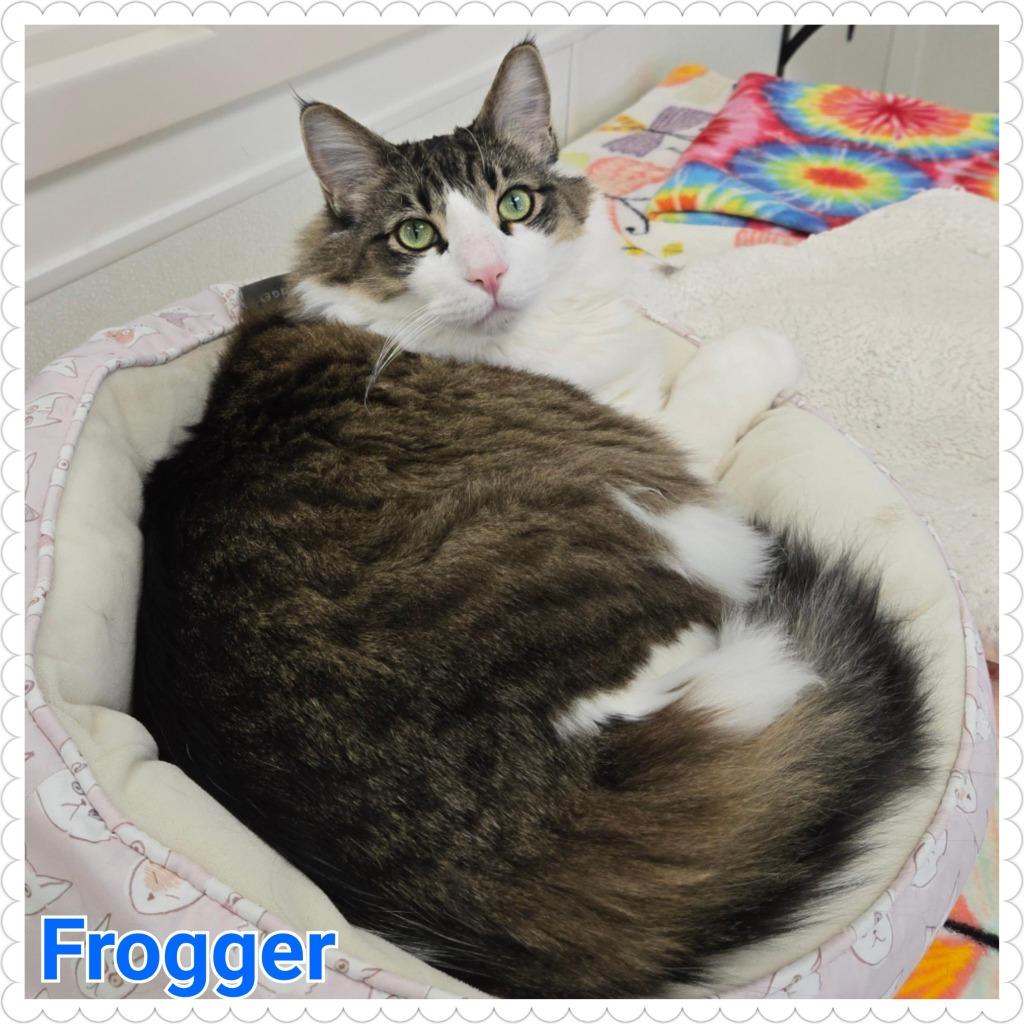 Enlarge Frogger, a Adoptable mixed breed in North Saint Paul, MN image 5/6