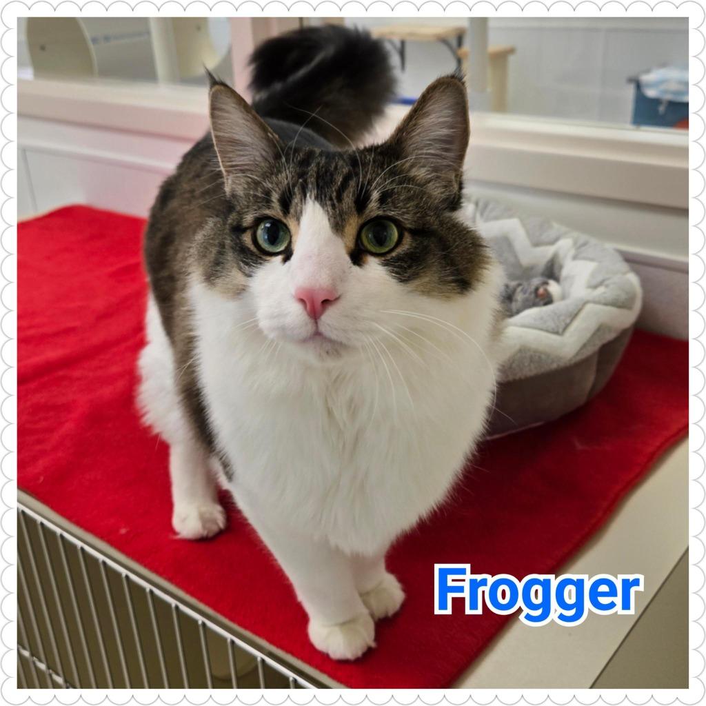 Frogger, a Adoptable mixed breed in North Saint Paul, MN image 4/6