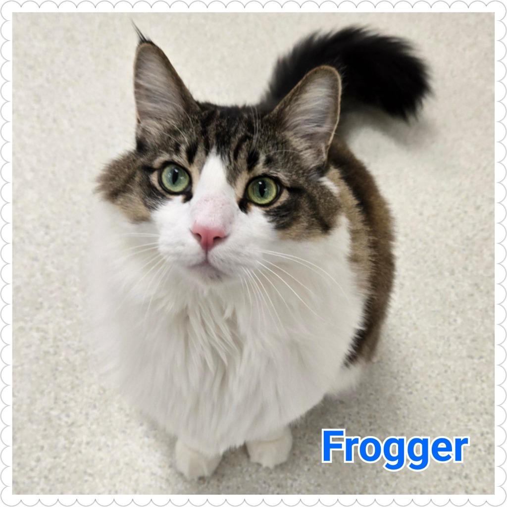 Enlarge Frogger, a Adoptable mixed breed in North Saint Paul, MN image 6/6