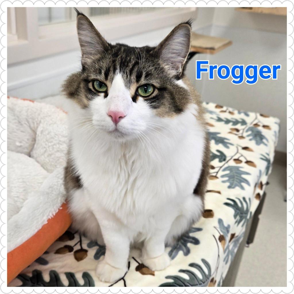 Enlarge Frogger, a Adoptable mixed breed in North Saint Paul, MN image 4/4