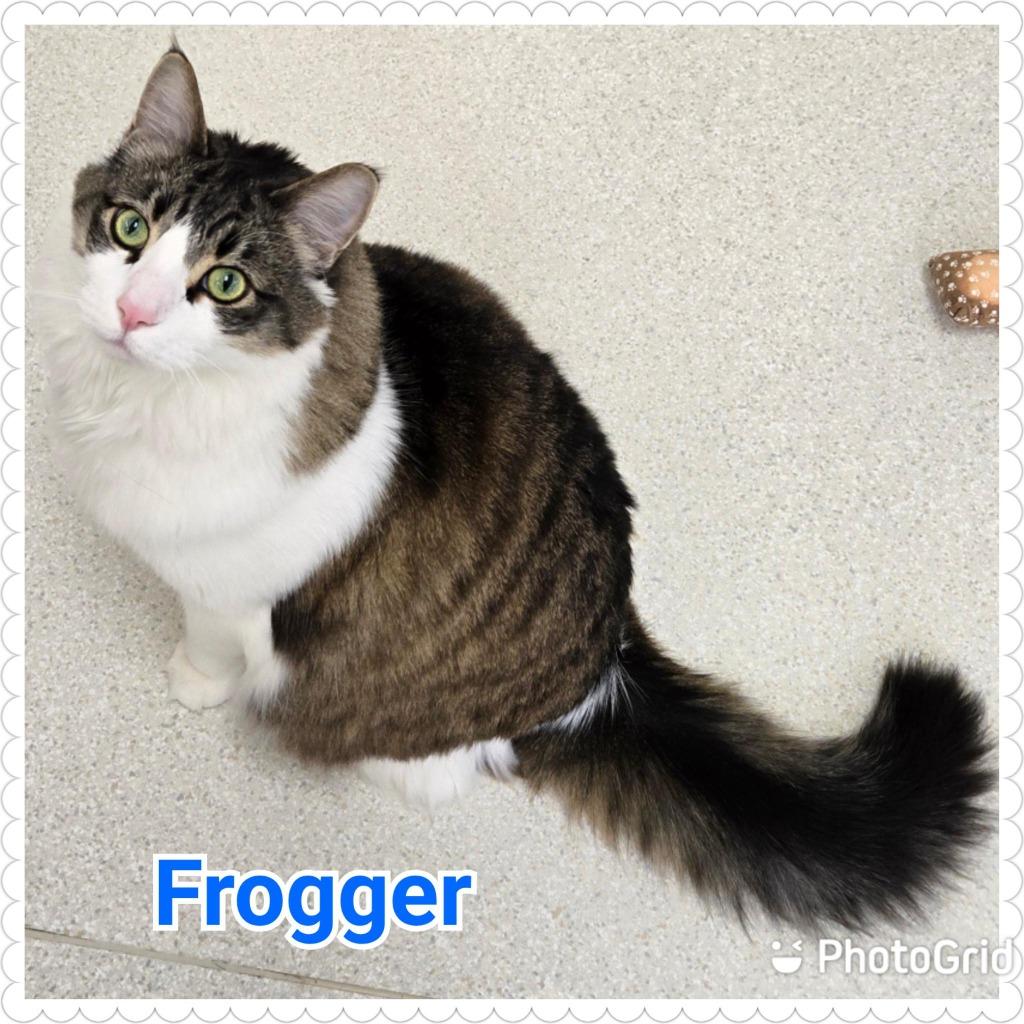 Frogger, a Adoptable mixed breed in North Saint Paul, MN image 5/6
