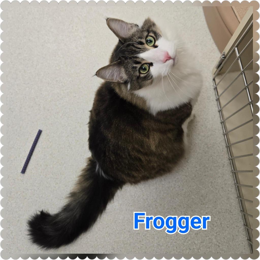 Frogger, a Adoptable mixed breed in North Saint Paul, MN image 6/6