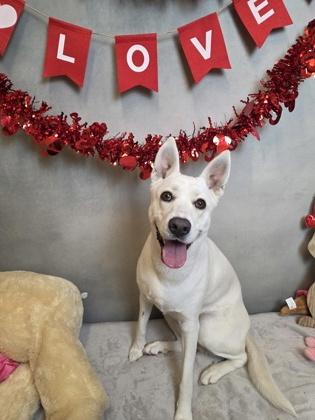 Enlarge Diamond, a Adoptable mixed breed in Cedar Hill, TX image 1/2