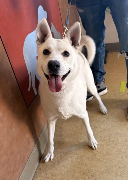 Enlarge Diamond, a Adoptable mixed breed in Cedar Hill, TX image 2/2