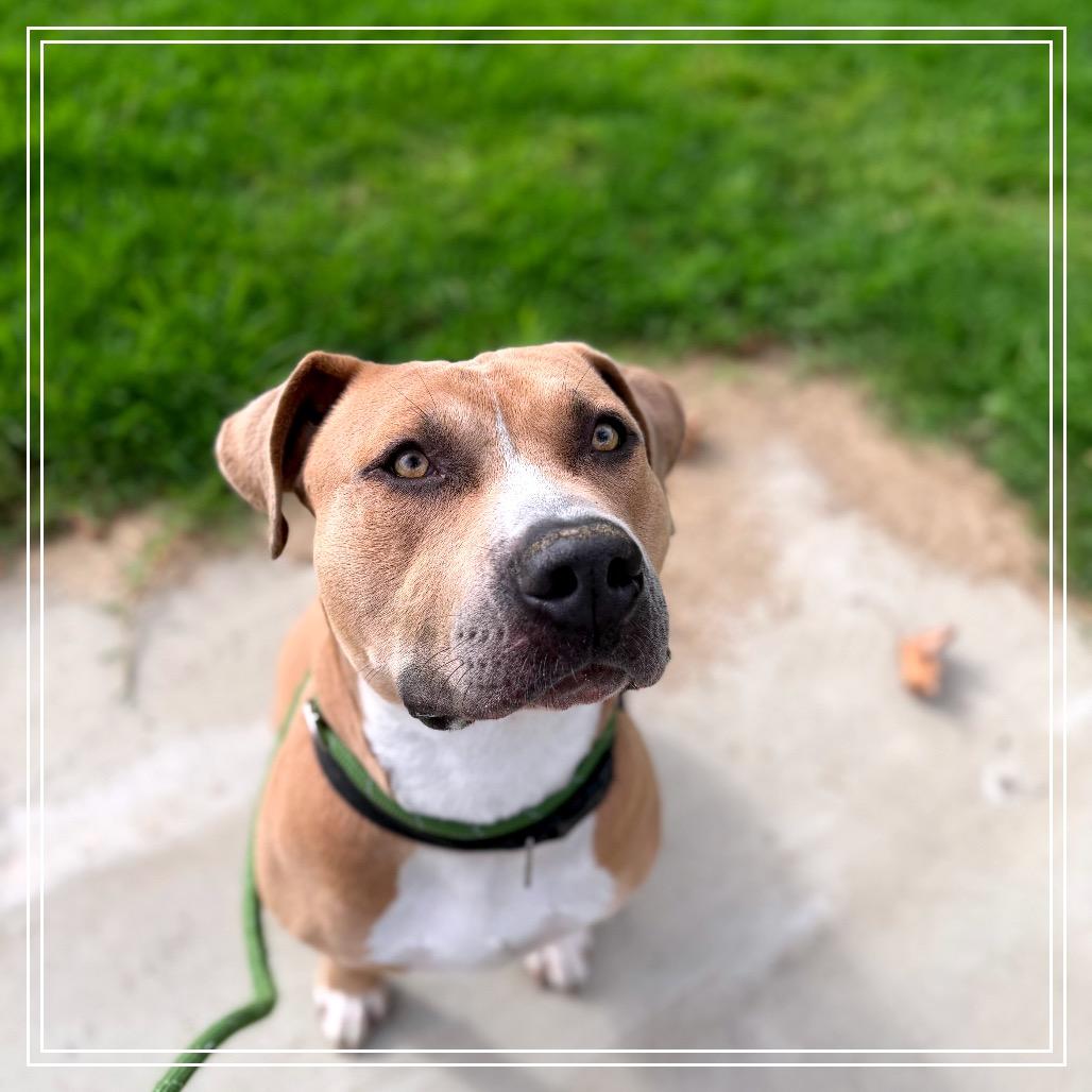 Brutus, Adoptable, Adult Male Pit Bull Terrier.