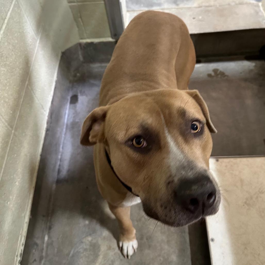 Enlarge Brutus, a Adoptable Pit Bull Terrier in Upland, CA image 2/6