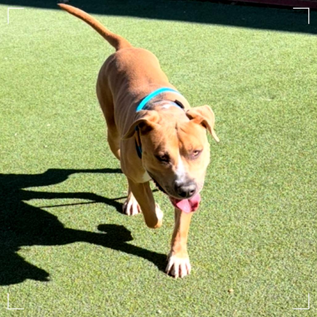 Enlarge Brutus, a Adoptable Pit Bull Terrier in Upland, CA image 3/6