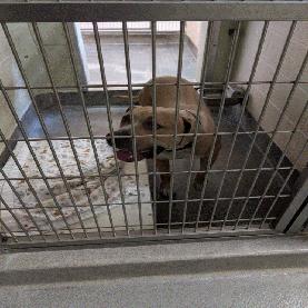 Enlarge Brutus, a Adoptable Pit Bull Terrier in Upland, CA image 4/6