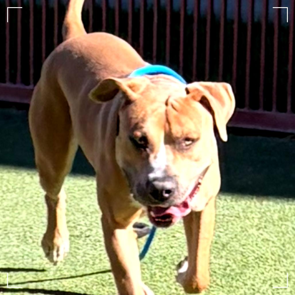 Enlarge Brutus, a Adoptable Pit Bull Terrier in Upland, CA image 5/6