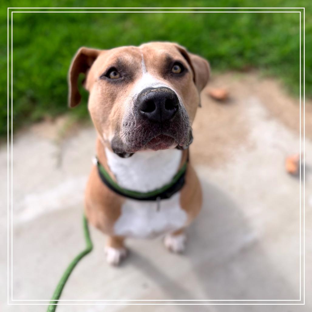 Enlarge Brutus, a Adoptable Pit Bull Terrier in Upland, CA image 6/6