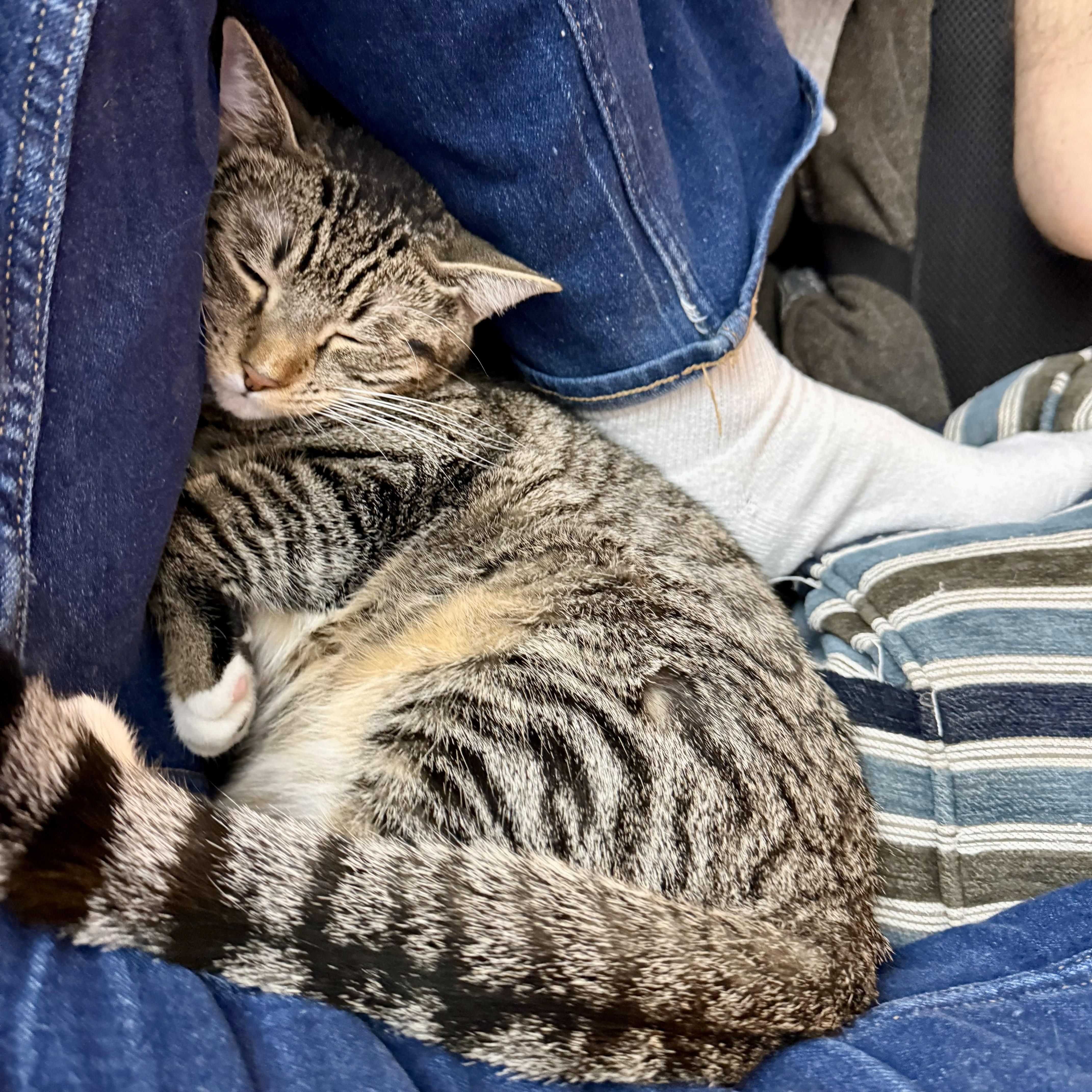 Enlarge Mr. Green, a Adoptable Domestic Short Hair in Mineola, NY image 6/6