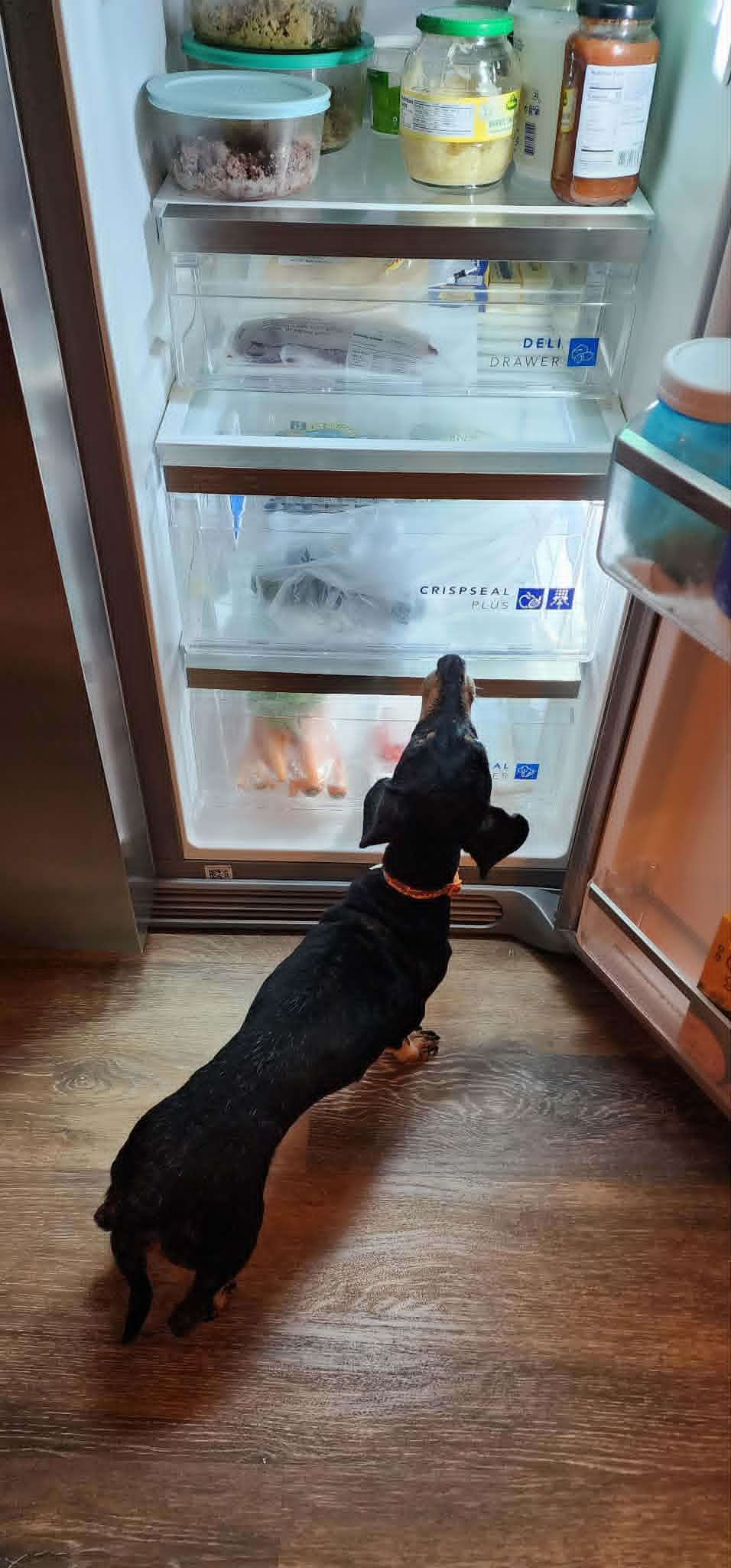 Pancho, a ADOPTABLE Dachshund in Lockport, NY image 3/3