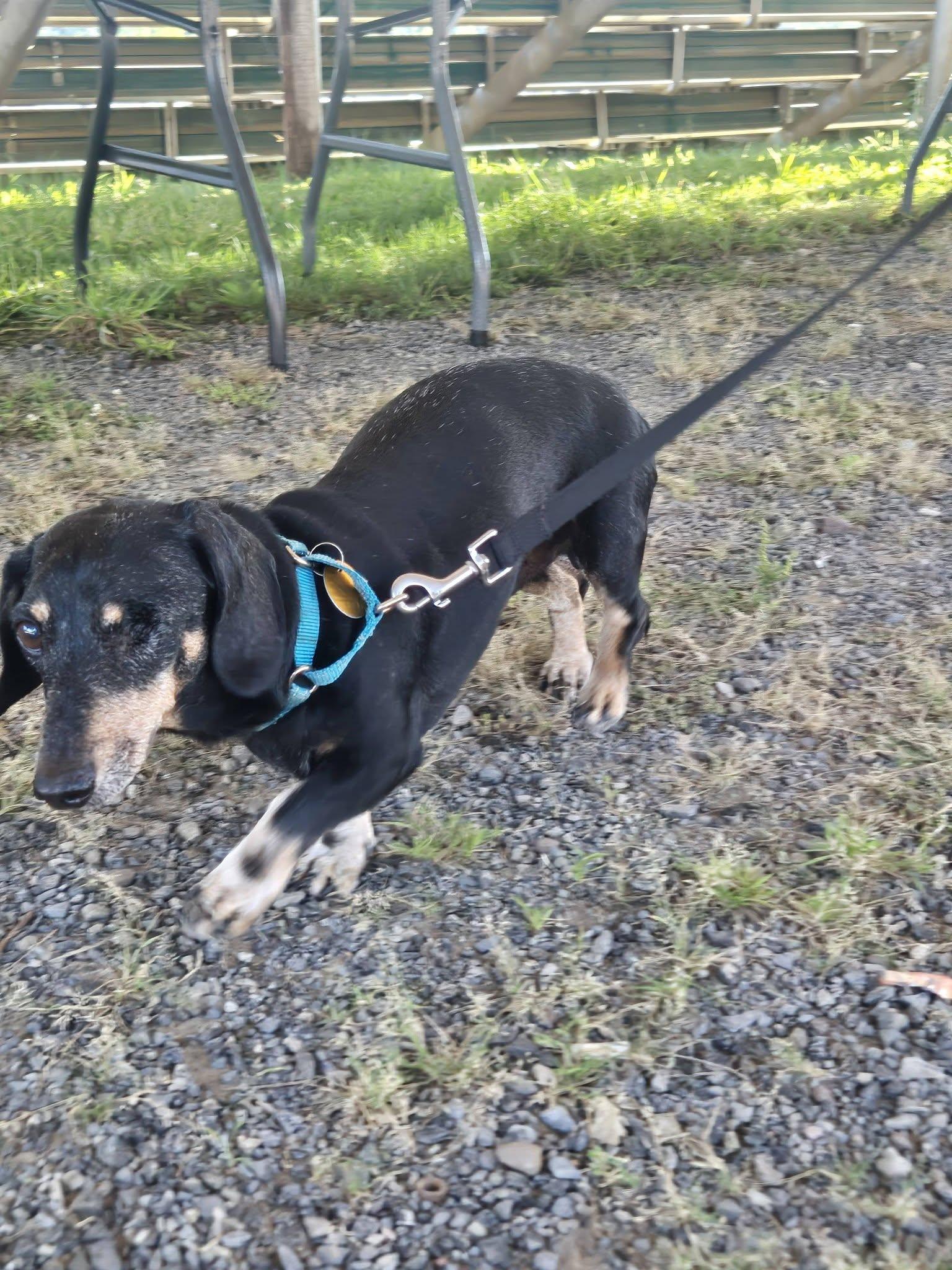 Pancho, Adoptable, Senior Male Dachshund.